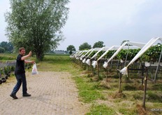 Teelt op stellingen, in tunnels en in de vollegrond
