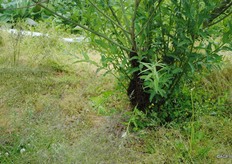 En ook in de boom was een zwermend volk te vinden.