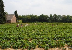 De oogst is in volle gang bij Vennenhof