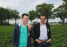 Aardbeien, vers van het land
