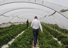 Teelt van Lambada's in de tunnels