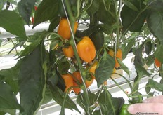 Met name in UK en Zwitserland is er ruimte op de markt voor seedless peppers