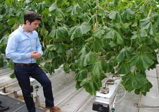 Meloenen in de kas! Studenten van Lentiz MBO Greenport hebben deze teelt opgezet.