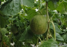 Meloenen uit de Nederlandse kassen, bijna klaar voor oogst.