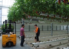 Futagrow, een concept om tomaten op beweegbare goten te telen zonder substraat, won vorige week de GreenTech Innovation Award.