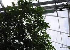 Er wordt ook geëxperimenteerd met LED-belichting