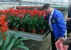 Even sniffen in Made. De bromelia's ruiken lekkerder!