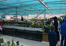 In de kas bij Kwekerij de Zwaan