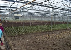 In de kas bij kwekerij Leeuwenburg