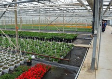 In de kas bij kwekerij Ammerlaan-Ambacht