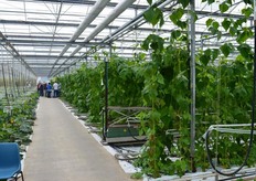 Er wordt van alles geteeld in Den Ouden Paprika: natuurlijk paprika's, maar ook bonen en verschillende type courgettes