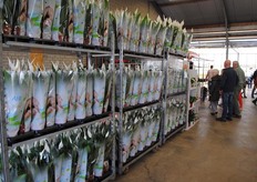 De spathiphyllum waren erg populair