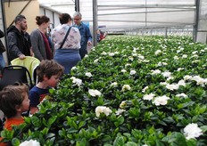 De heerlijk geurende Bromelia's bij kwekerij Van Marrewijk Steelhoven