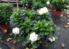 Populair ook bij de kopers van de dag - er gingen tassen vol mee naar huis.