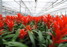 De planten worden automatisch de kas ingereden, wijder gezet en met 2 cameralijnen gesorteerd op hoogte, diameter en bloemknop