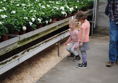 Veel kinderen in de kassen