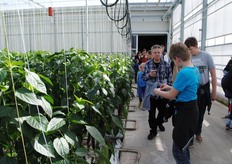 Wat zijn die buizen eigenlijk?