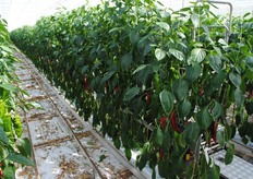 Het oogstseizoen in Made is ruim twee weken gelden begonnen