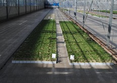 Nemen ze geen groot risico door mee te doen aan KIDK met kostbare groenteplanten op het bedrijf?