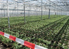 Deze planten staan nog klaar voor een Duitse klant