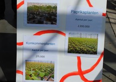 Meer dan 7 miljoen groenteplanten gaan jaarlijks de deur van WPK uit