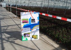 Die staan buiten het groenteseizoen in de kassen