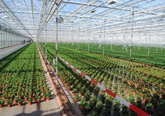 "Een lekkere wandeling door de kas. "Je zou hier bijna de fiets pakken", aldus een bezoeker."