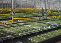 Door het glas genomen, de heel jonge plantjes