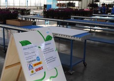 Uitleg over de afzet van de potplanten