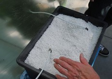 Ra-ra welke vrucht groeit er op deze bakken?