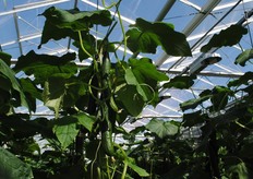 De komkmomers van Kwekerij van Kooten!