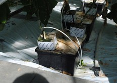Jaarlijks gaan er 4 komkommer- en drie tomatenplanten op het perlite.