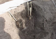 Ze hebben een gemengd tuinbouwbedrijf, deel vast glas en tunnelglas waarbinnen en waaronder aardbeien worden geteeld. Anderzijds telen ze ook asperges . Beide takken zijn qua belangrijkheid ongeveer even groot.