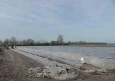 Op zo’n moment zijn de prijzen van de asperges meestal erg hoog en dat vergoedt de extra kosten voor de wortelverwarming ruimschoots.