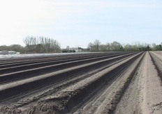 Samen met de het tentenverhuurbedrijf Huijgens en het culinairbedrijf Vleghels uit Halsteren en Bergen op Zoom was een culinairprogramma georganiseerd. Er werd een grote tent neergezet tussen de aardbeientunnelkas en het aspergeveld. Allereerst was er een druk bezochte businessavond waarbij naast het genieten van fingerfoods en muziek ook de mogelijkheid bestond om gezellig te netwerken.