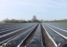 Daarna waren er twee culinaire avonden waarbij een uitgebreid diner werd geserveerd dat helemaal bestond uit streekprodukten . Vanzelfsprekend werden daarbij asperges en aardbeien gebruikt maar ook vlees en aardappeltjes uit de streek kwamen aan bod.