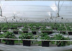 Tijd voor de aardbeien. De aardbeien teelt bestrijkt een groot gedeelte van het jaar met uitzondering van de wintermaanden, terwijl de aspergeteelt een veel kortere periode aandacht vraagt.