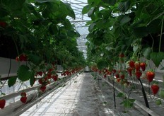 Heerlijke aardbeien!