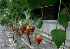 Al bijna klaar om gegeten te worden.