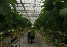 Laatste foto's van bij Hereijgers aardbeien