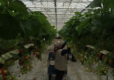 Laatste foto's van bij Hereijgers aardbeien