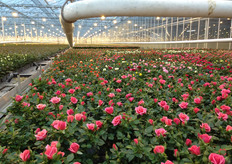 Mooie potrozen in Vierpolders!