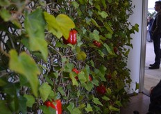 In de kas van De Haas Paprika.