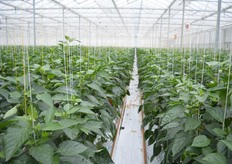 Het paprika gewas van De Haas Paprika.