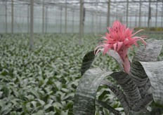 De volwassen Aechmea Primera's (Bromelia) van Benefita.