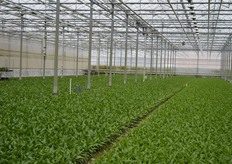 De jonge Aechmea Primera's (Bromelia) bij Benefita.