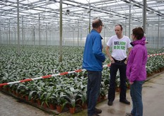 Alle vragen over de Aechmea Primera's (Bromelia) worden beantwoord.
