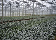Aechmea Primera's (Bromelia).