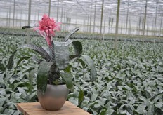 De volwasse Aechmea Primera's (Bromelia).