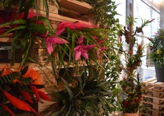 De bromelias van Junglestar.